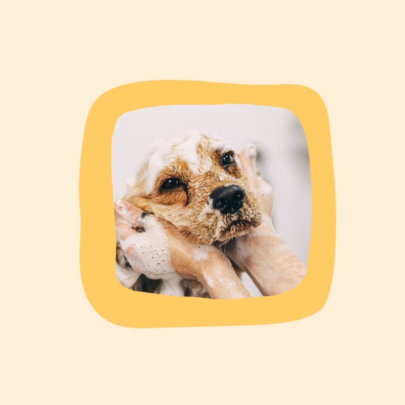 Pet Grooming & Hygiene