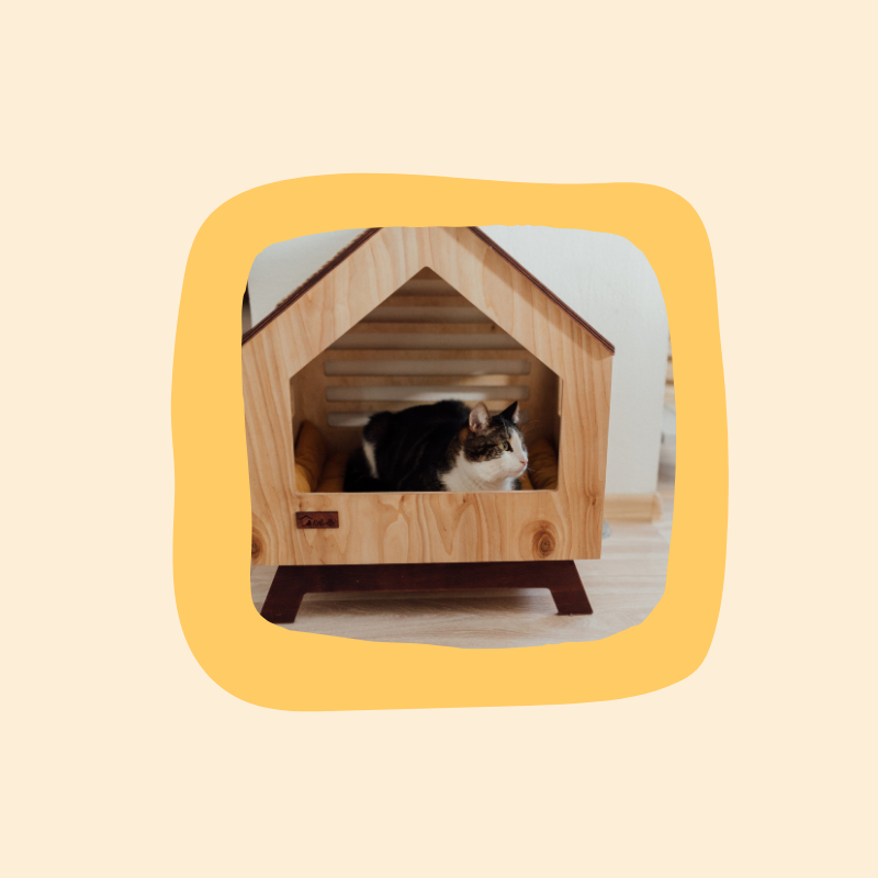 Pet Furniture & Comfort