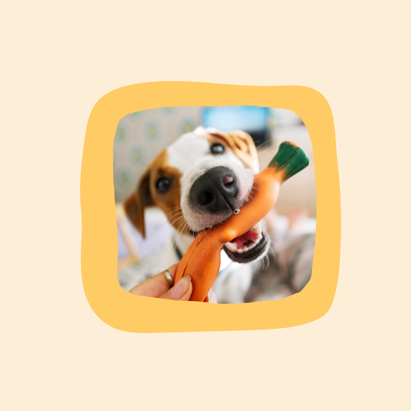 Pet  Toys